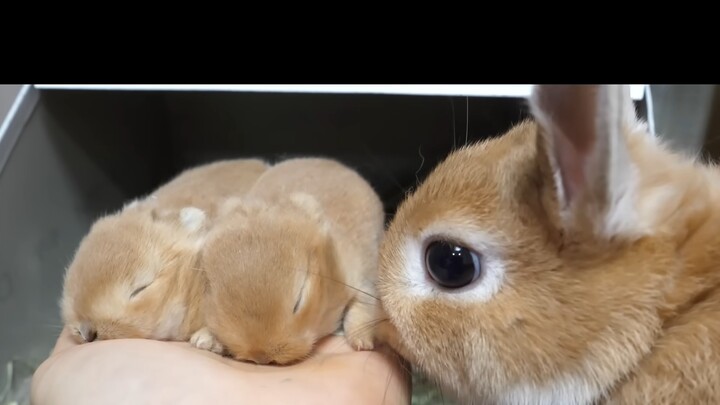 The little rabbit gave birth to two tiny bunnies.