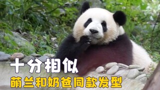 Families that belong together stick together—Menglan sports the same hairstyle as her dad, and Huahu