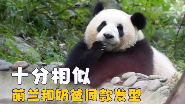 من ليس من العائلة لا يدخل بيتها، مينغلان ووالدها يتقاسمان نفس تسريحة الشعر، وهواهوا وجدها يتشابهان أ