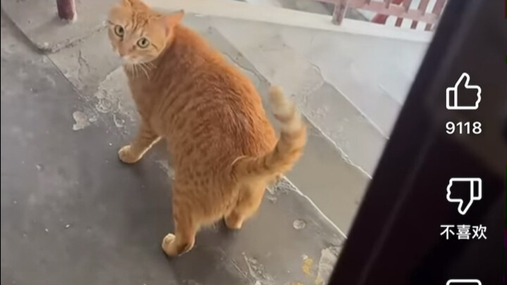 Cư dân mạng YouTube và cư dân mạng quốc tế bình luận sôi nổi về “chú mèo kỳ diệu của Trung Quốc”