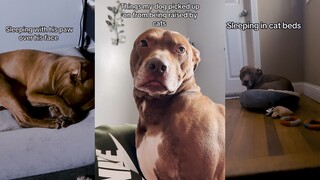 被猫猫养大的猛犬，变得猫里猫气