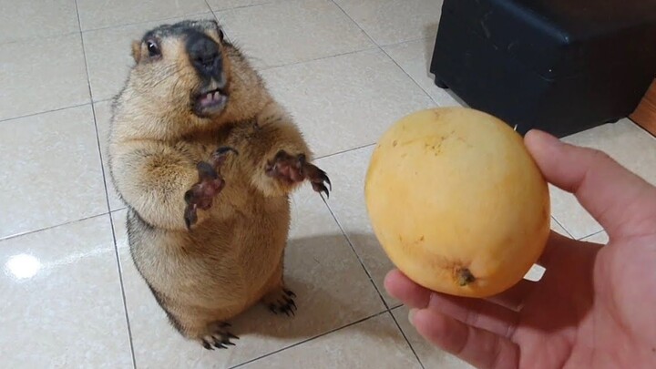 Groundhog Eats Mango