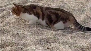 顶级的猎手，保证每次行动都胜券在握...这就有点尴尬了！