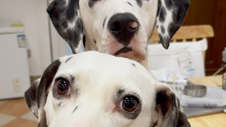 Anjing Dalmatian yang membuat pusing, saya punya dua ekor!!