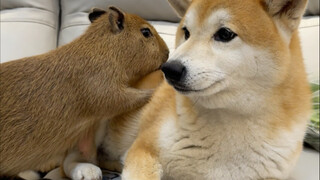 Cái gì? Nhà tôi lại xuất hiện một con capybara à?