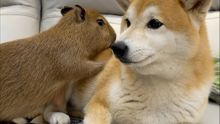 What? A capybara actually showed up at my place?