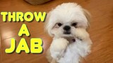 Cute Shih Tzu Puppy Learns How to Throw A Jab ( Funny Dog Video)