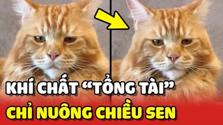 Chú mèo Cam có khí chất TỔNG TÀI vạn người mê 😍 | Yêu Lu