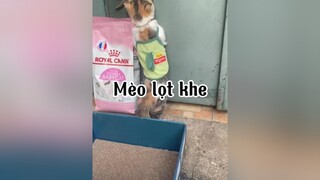 Mè nọt kheeeee mèo cat