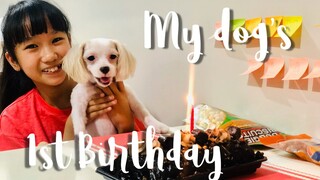 My dog's 1st birthday!!! 🥳🐶 -  Vlog | Lady Pipay