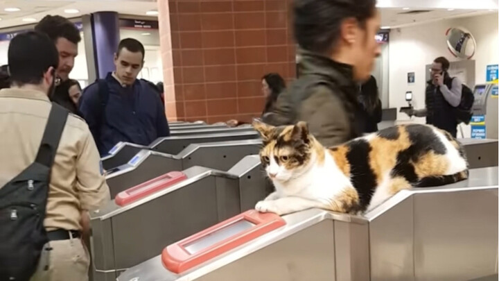 Welcome, there is one male guest inside