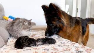 Reaksi anjing gembala Jerman saat pertama kali melihat induk kucing membawa anak-anak kucing yang ba