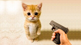 OMG So Cute ♥ Funniest Cats Reaction - Funny Dogs and Cats Videos 3