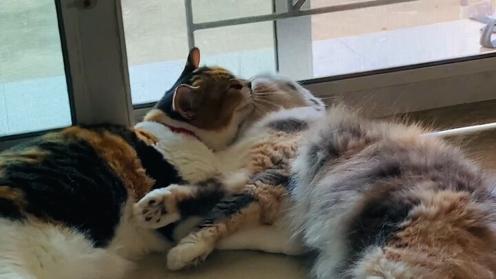 คุณเมฆคุณหมอกรักกันๆนะคะ❤️ แมวเลียกัน #เจ๊ไฝลาดบัง #laimeth #Laymhok