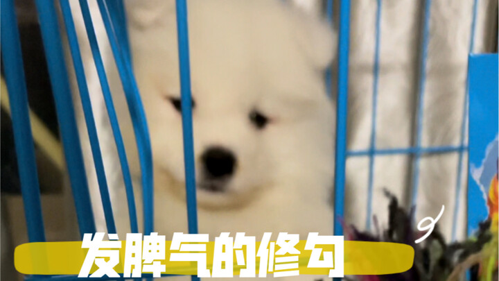 What a feisty little dog!! (Shaking its head nonstop lol hahahahahahahahaha)