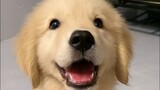 Golden retriever kecil Zundu sangat lucu! ! !