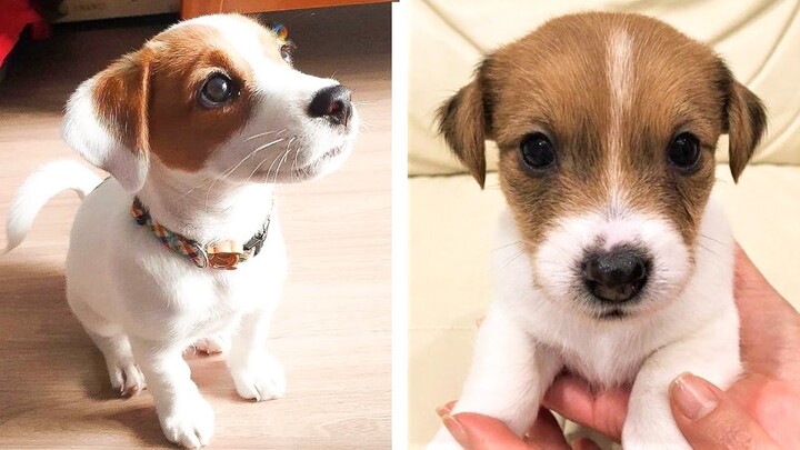 😍 Cute Jack Russell Puppies Make Your Heart Warm 🐶 | Cute Puppies