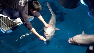 An aquarium in Japan giving each tilapia a prescribed amount of feed