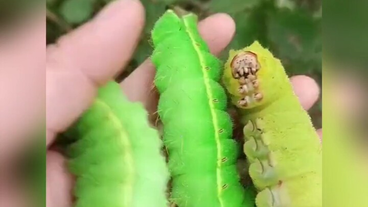 Small snack