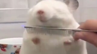 يا إلهي، إنها مريحة لدرجة أنها ترفع مخالبها!