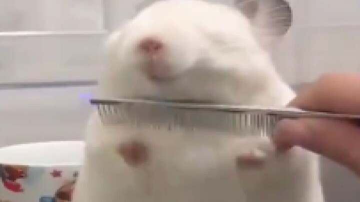 โอ้พระเจ้า มันสบายจนยกอุ้งเท้าเลยนะ!!