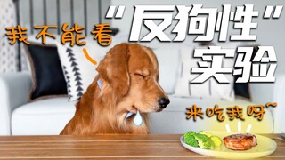Psychological drama at its peak: the "anti-dog nature" experiment—leaving a golden retriever alone t