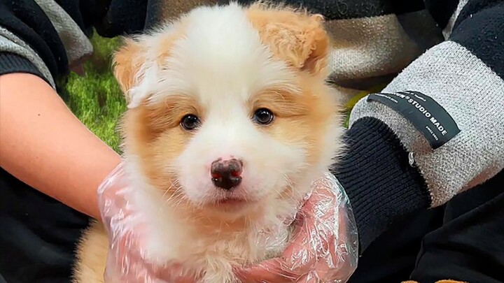 احذر من كلاب بوردر كولي ليلًا ونهارًا، فمن الصعب حمايتها! هل تربية كلب بوردر كولي بهذه الإثارة حقًا؟