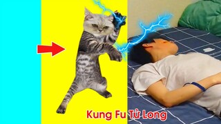 Thú Cưng Vlog | Tử Long Kung-Fu #2 | Mèo kungfu thông minh vui nhộn | Smart cats pets funny