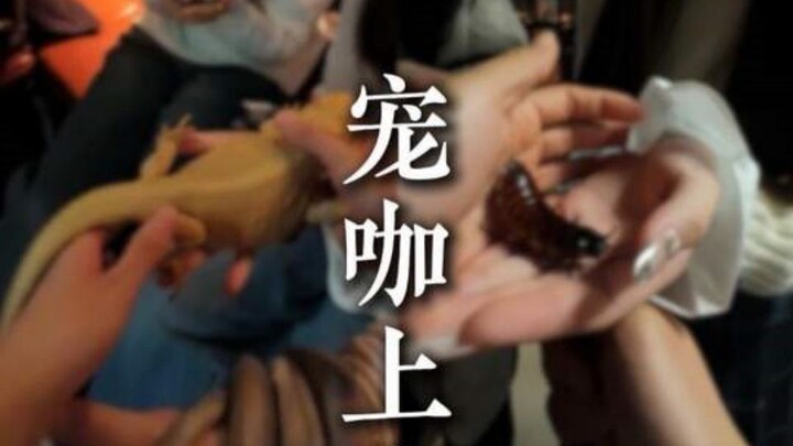 Một ngày đi làm của cún cưng