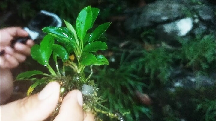 MENGAMBIL TUMBUHAN AQUASCAPE ASLI SUMATERA PESANAN SUBSCRIBER