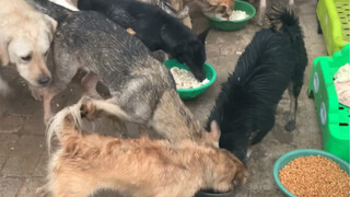 Saya membeli 150 roti kukus, dicampur dengan hati ayam, dan anjing menggerogotinya sebagai daging