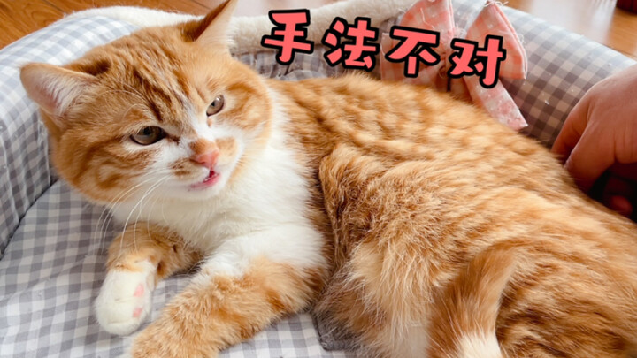If you’re not satisfied, just say so—this cat is really picky about how it gets petted!