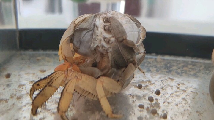 Mom! I filmed a crab molting, didn't cut a single second!