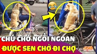 Cưng xỉu hình ảnh chú Chó 'NGỒI NGOAN NGOÃN' trên xe khi được ông chủ dắt đi chợ cùng 😂 Gâu Đần