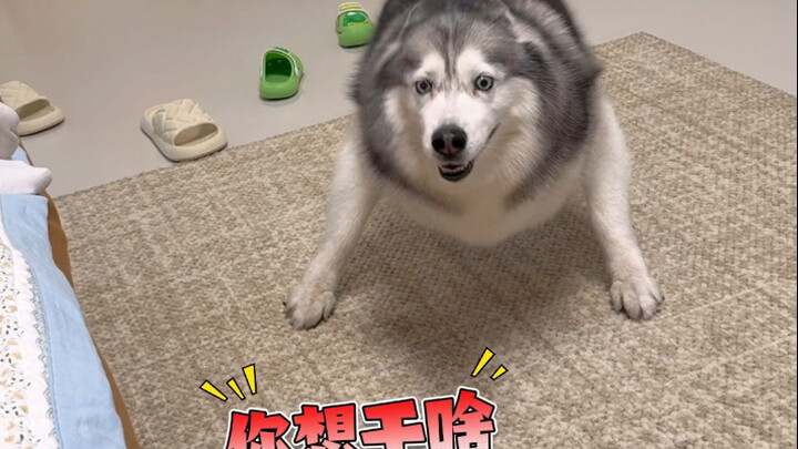 Một cuốn sách hướng dẫn sinh tồn dành cho gia đình chó