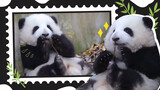 Panda Membersihkan Gigi Di Pojokan Setelah Selesai Makan