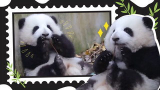 Panda Picking its Teeth