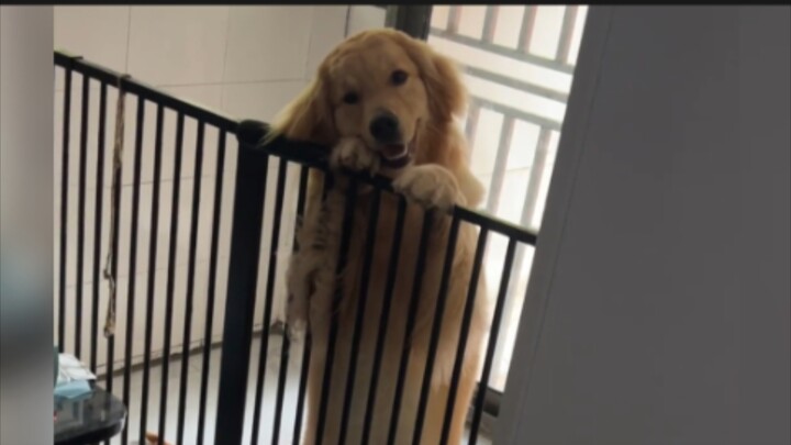 Golden Retriever: There aren’t any bad people in this world~