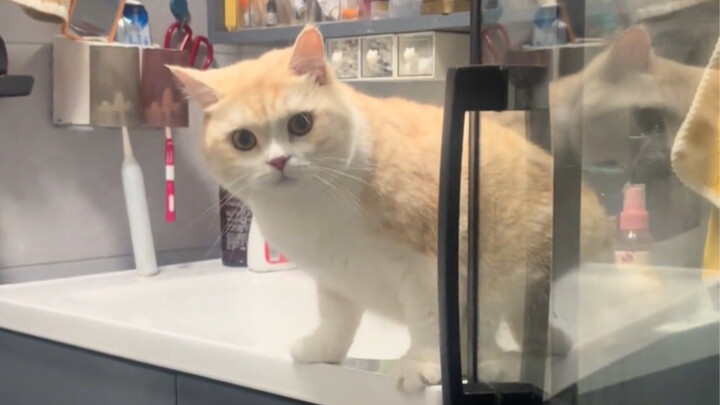 Cat: You scared me!