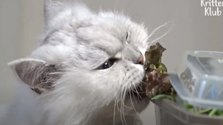 Over Meat, This Cat Rather Goes Crazy For Leafy Veggies?! | Kritter Klub