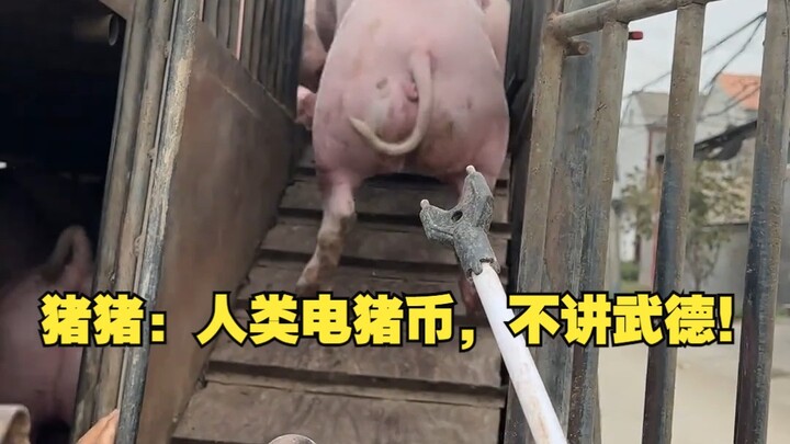 Chú heo: Tiền điện tử của loài người, thật không biết giữ chữ tín!