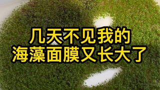 Mấy ngày không gặp, mặt nạ rong biển của tôi lại lớn thêm rồi, mặt nạ rong biển à, cậu lừa tôi đau q