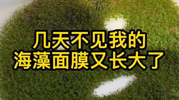 لم أرَ قناع الطحالب الخاص بي لبضعة أيام، وها هو يكبر من جديد! يا له من خداع فظيع من قِبل قناع الطحال