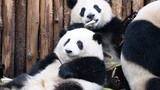 [Panda] Pemandangan panda makan bersama yang begitu imut