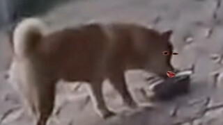 Wait a sec—I'll test if my mouth still works fine first.