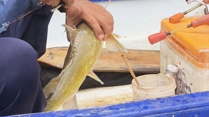 ปลากดเหลืองใหญ่.. #ตกปลากด #ตกปลา #เหยื่อยัยตอง #fishing #ปลา