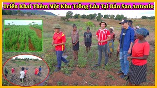 Nông Nghiệp VIỆT NAM ở Châu Phi || Triển Khai Thêm Một Khu Đất ở Bản Antonio Để Trồng Thử Lúa Nương