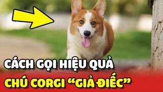 Cách gọi chú chó "GIẢ ĐIẾC" SIÊU ĐỘC ĐÁO và HIỆU QUẢ từ cô chủ 😂 | Yêu Lu