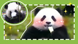 Lovely pandas eating food