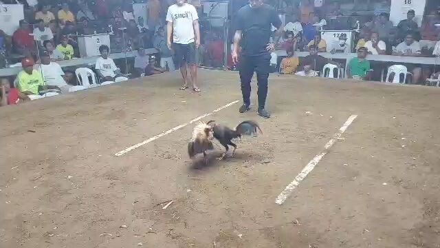 6 cock hari ng ylocandia 2points po tayo pasok sa finals